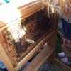 Wizyta u pszczelarza